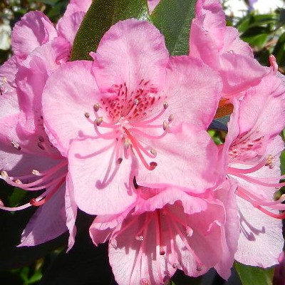  Rhododendron